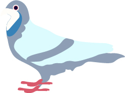 伝書鳩